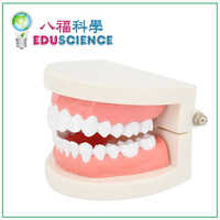 八福 口腔教学牙科保健护理牙齿模型 小牙模幼儿园刷牙教学教具